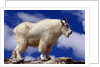 Mountain Goat by Anonymous