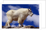 Mountain Goat by Anonymous
