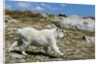 Mountain Goat Running by Anonymous