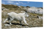 Mountain Goat Running by Anonymous