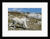 Mountain Goat Running by Anonymous