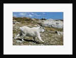 Mountain Goat Running by Anonymous