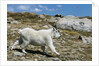 Mountain Goat Running by Anonymous