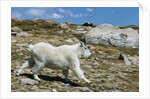 Mountain Goat Running by Anonymous