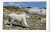 Mountain Goat Running by Anonymous