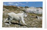 Mountain Goat Running by Anonymous