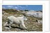 Mountain Goat Running by Anonymous