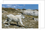 Mountain Goat Running by Anonymous