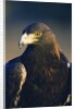 Golden Eagle by Anonymous