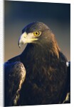 Golden Eagle by Anonymous