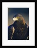 Golden Eagle by Anonymous