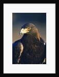 Golden Eagle by Anonymous
