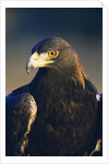 Golden Eagle by Anonymous