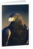 Golden Eagle by Anonymous