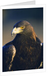 Golden Eagle by Anonymous