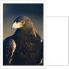 Golden Eagle by Anonymous