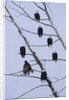 Bald Eagles Perched on Branches by Anonymous