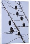 Bald Eagles Perched on Branches by Anonymous