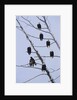 Bald Eagles Perched on Branches by Anonymous