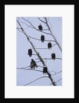 Bald Eagles Perched on Branches by Anonymous