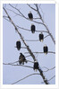 Bald Eagles Perched on Branches by Anonymous