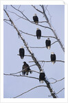 Bald Eagles Perched on Branches by Anonymous