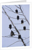 Bald Eagles Perched on Branches by Anonymous