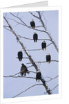 Bald Eagles Perched on Branches by Anonymous