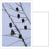 Bald Eagles Perched on Branches by Anonymous