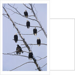 Bald Eagles Perched on Branches by Anonymous