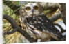Saw-Whet Owl by Anonymous