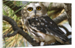 Saw-Whet Owl by Anonymous