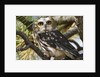 Saw-Whet Owl by Anonymous
