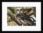 Saw-Whet Owl by Anonymous