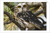 Saw-Whet Owl by Anonymous