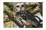 Saw-Whet Owl by Anonymous