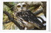 Saw-Whet Owl by Anonymous