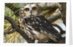 Saw-Whet Owl by Anonymous