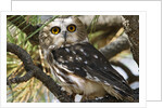 Saw-Whet Owl by Anonymous