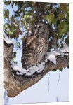 Barred Owl Perched on Branch by Anonymous