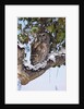 Barred Owl Perched on Branch by Anonymous