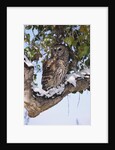 Barred Owl Perched on Branch by Anonymous