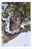 Barred Owl Perched on Branch by Anonymous