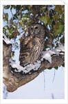 Barred Owl Perched on Branch by Anonymous