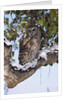 Barred Owl Perched on Branch by Anonymous