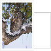 Barred Owl Perched on Branch by Anonymous