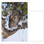 Barred Owl Perched on Branch by Anonymous