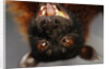 Flying Fox by Anonymous