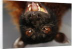 Flying Fox by Anonymous