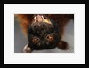 Flying Fox by Anonymous